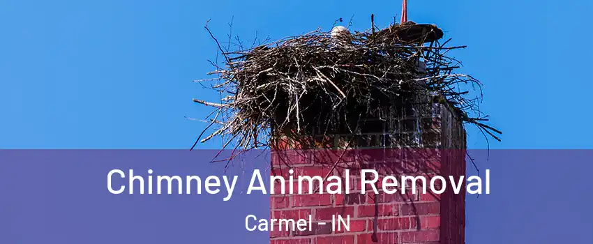  Chimney Animal Removal Carmel - IN