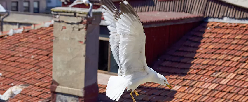 Residential Chimney Animal Removal Solution in Carmel, IN